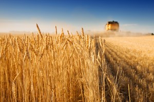 Украинские сельхозпредприятия намолотили 6,5 млн тонн зерна